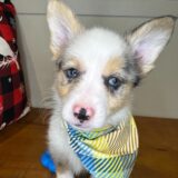 Huck Pembroke Welsh Corgi 01