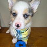 Huck Pembroke Welsh Corgi 03