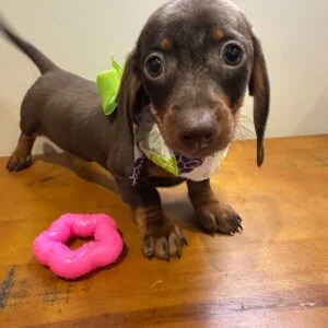 Ivy Miniature Dachshund 01