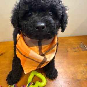 Jack Miniature Poodle 01