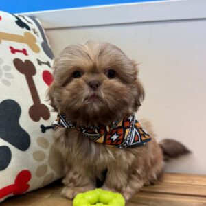 Jake Shih Tzu 01