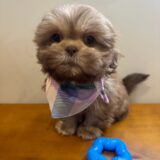 Jake Shih Tzu 01