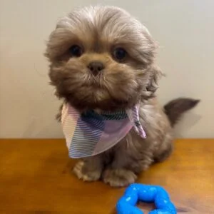 Jake Shih Tzu 01