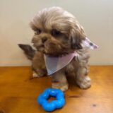 Jake Shih Tzu 02