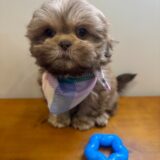 Jake Shih Tzu 03