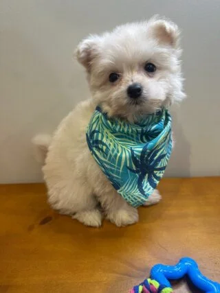 Koda Maltipoo 01