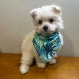 Koda Maltipoo 04