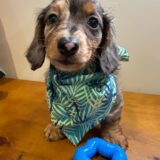 Leo Miniature Dachshund 01