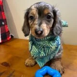 Leo Miniature Dachshund 02