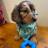 Leo Miniature Dachshund 03