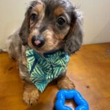 Leo Miniature Dachshund 04