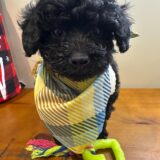 Loki Poodle 01