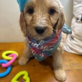 Lola Goldendoodle 02