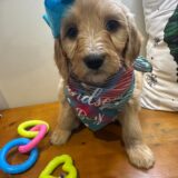 Lola Goldendoodle 04