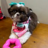 Lucy Shih Tzu 01