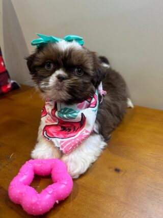 Lucy Shih Tzu 01