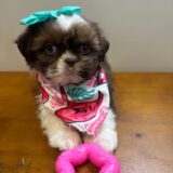 Lucy Shih Tzu 02