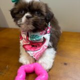 Lucy Shih Tzu 03