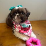 Lucy Shih Tzu 04