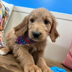 Luna Goldendoodle 01