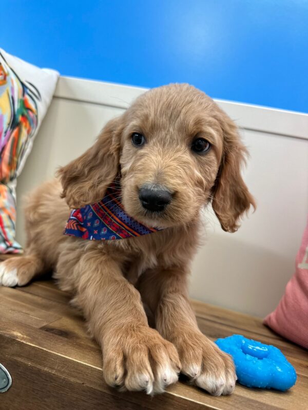 Luna Goldendoodle 01