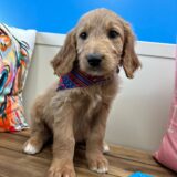 Luna Goldendoodle 02