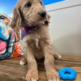 Luna Goldendoodle 03