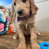 Luna Goldendoodle 04