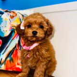 Maple Shihpoo 01