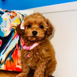 Maple Shihpoo 01