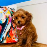 Maple Shihpoo 02