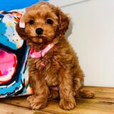 Maple Shihpoo 04