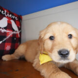 Matson Golden Retriever 02