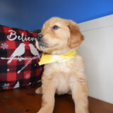 Matson Golden Retriever 03