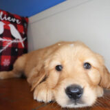 Matson Golden Retriever 04