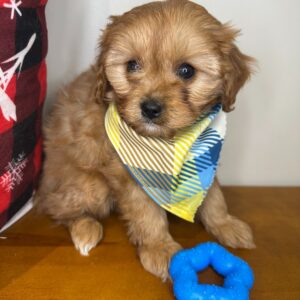 Maverick Cavapoo 01