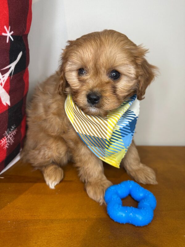 Maverick Cavapoo 01