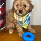 Maverick Cavapoo 02