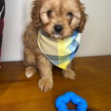 Maverick Cavapoo 03