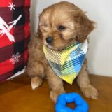 Maverick Cavapoo 04