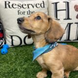 Maxton Miniature Dachshund 04