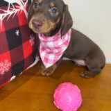 Mina Miniature Dachshund 01