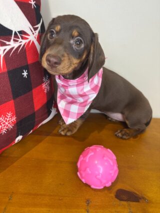 Mina Miniature Dachshund 01