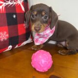 Mina Miniature Dachshund 02