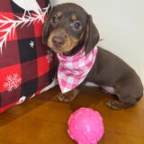 Mina Miniature Dachshund 03