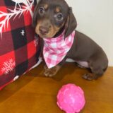 Mina Miniature Dachshund 04