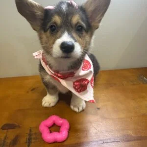 Molly Corgi 01