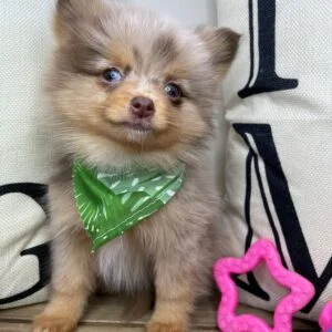 Myrtley Pomeranian 01