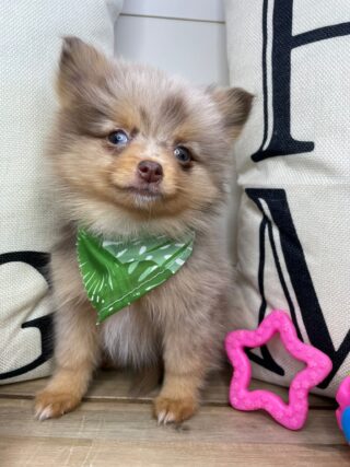 Myrtley Pomeranian 01