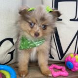 Myrtley Pomeranian 02